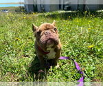 Small French Bulldog