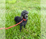 Small #1 Poodle (Toy)