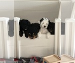 Small #8 Miniature Bernedoodle