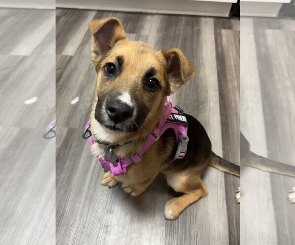 Medium Photo #6 Black Mouth Cur-German Shepherd Dog Mix Puppy For Sale in Holly Springs, NC, USA