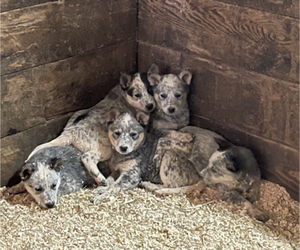 Australian Cattle Dog Puppy for sale in MIDDLEBORO, MA, USA