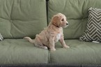 Small Photo #6 Goldendoodle Puppy For Sale in DOWLING PARK, FL, USA