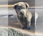 Small Photo #4 Labrador Retriever Puppy For Sale in STREETMAN, TX, USA