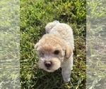 Small #15 Bichpoo
