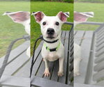 Small #2 Jack Russell Terrier Mix