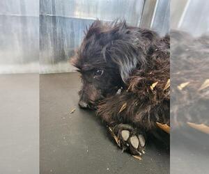 Poodle (Miniature)-Unknown Mix Dogs for adoption in San Antonio, TX, USA