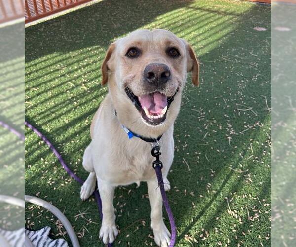 Medium Photo #2 Labrador Retriever-Unknown Mix Puppy For Sale in Las Vegas, NV, USA