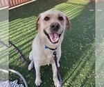 Small #1 Labrador Retriever Mix