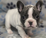 Small Photo #3 French Bulldog Puppy For Sale in HELENA, MT, USA