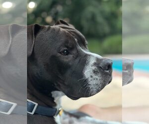Spade - Male Bullboxer Pit Dog for Adoption - Photo #10