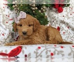 Small Photo #2 Labradoodle Puppy For Sale in QUARRYVILLE, PA, USA