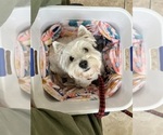 Small #2 West Highland White Terrier
