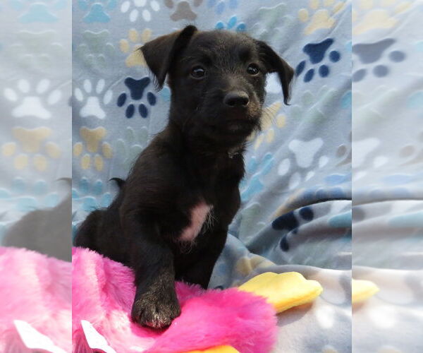 Medium Photo #3 Jack-A-Poo Puppy For Sale in Grovertown, IN, USA