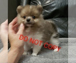 Pomeranian Puppy for sale in DOWNERS GROVE, IL, USA