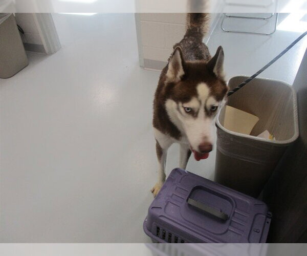 Medium Photo #1 Siberian Husky Puppy For Sale in Ocala, FL, USA