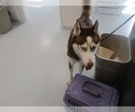 A390064 - Male Siberian Husky Dog for Adoption - Small photo