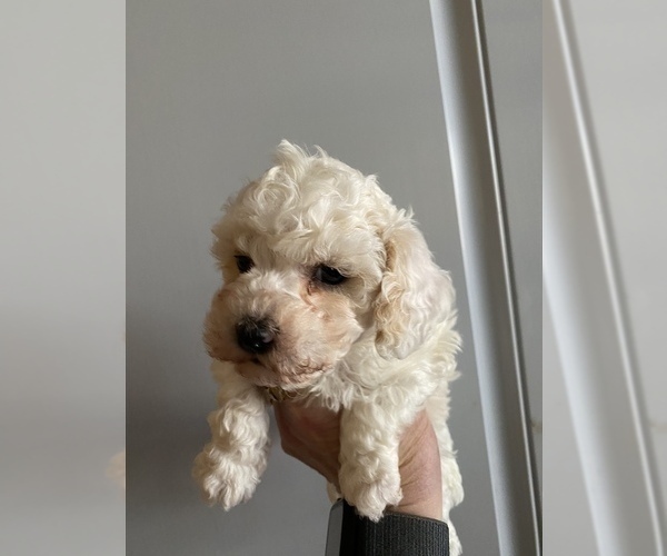 Medium Photo #5 Maltipoo Puppy For Sale in JASPER, GA, USA