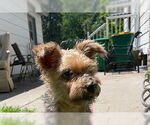 Small #3 Mutt