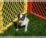Small Photo #2 Chihuahua Puppy For Sale in CENTRAL POINT, OR, USA