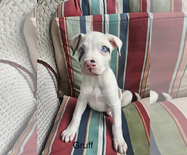 Medium Photo #1 Australian Shepherd-Great Dane Mix Puppy For Sale in Rockaway, NJ, USA
