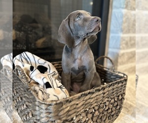 Weimaraner Puppy for sale in SANTA FE, TX, USA