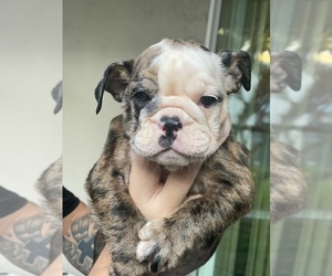 English Bulldogge Puppy for sale in HILLTOP MALL, CA, USA