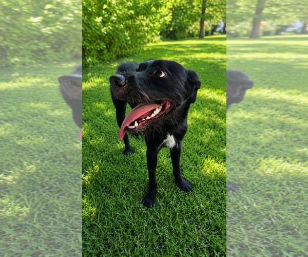 Medium Photo #2 Mutt Puppy For Sale in Oakhurst, NJ, USA