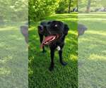 Small #1 Mutt