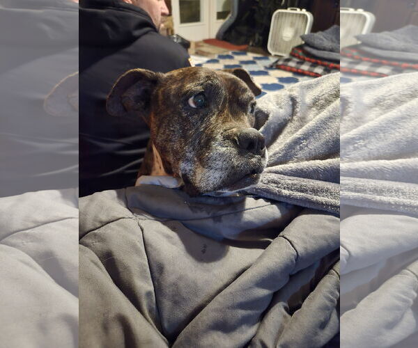 Medium Photo #25 Boxer-Unknown Mix Puppy For Sale in The Woodlands, TX, USA