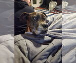 Small #24 Boxer Mix