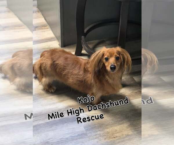 Medium Photo #1 Dachshund Puppy For Sale in Greenwood Village, CO, USA