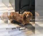 Small Dachshund