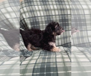 Yorkie Pin-YorkiePoo Mix Puppy for sale in FREDERICK, MD, USA