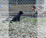 Small #2 Labrador Retriever Mix