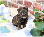 Small #2 Schnauzer (Miniature)