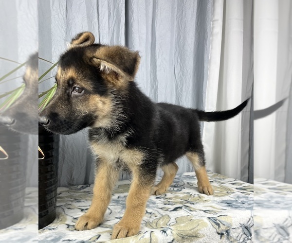 Medium Photo #11 German Shepherd Dog Puppy For Sale in GREENWOOD, IN, USA