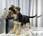Small Photo #11 German Shepherd Dog Puppy For Sale in GREENWOOD, IN, USA