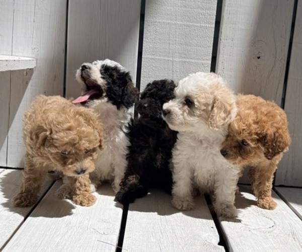 Medium Photo #4 Poodle (Miniature) Puppy For Sale in CURTISS, WI, USA