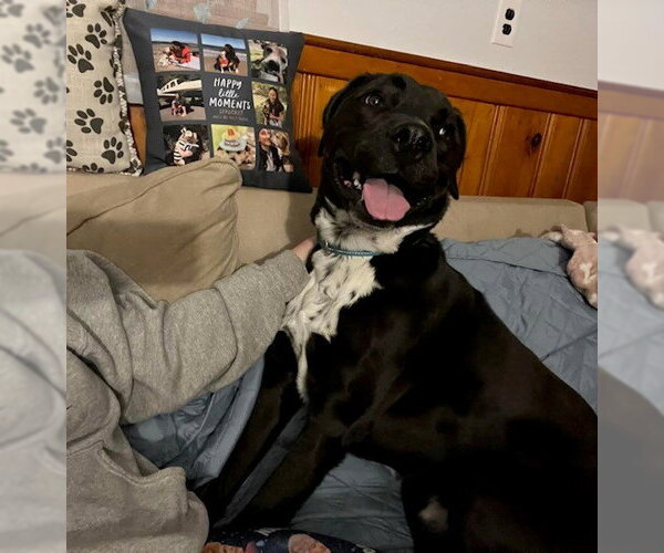 Medium Photo #19 Boxer-Brittany Mix Puppy For Sale in Rockaway, NJ, USA