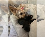 Small Photo #1 Yorkshire Terrier Puppy For Sale in SAN JOSE, CA, USA