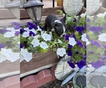 Small #6 Boston Terrier