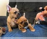Small Photo #5 French Bulldog Puppy For Sale in MIDDLEBURG, FL, USA