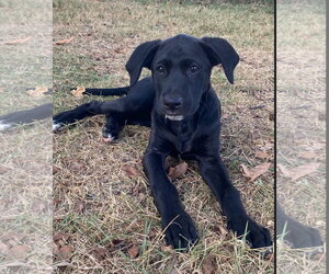Labrador Retriever-Unknown Mix Dogs for adoption in Alexander, AR, USA
