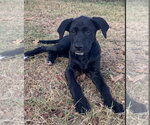 Lila - Female Labrador Retriever-Unknown Mix Dog for Adoption - Small photo