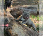 Small Photo #1 French Bulldog Puppy For Sale in RALEIGH, NC, USA