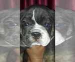 Small Photo #4 Bulldog Puppy For Sale in EAST HAVEN, CT, USA