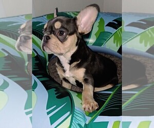 French Bulldog Puppy for Sale in JACKSONVILLE, Florida USA