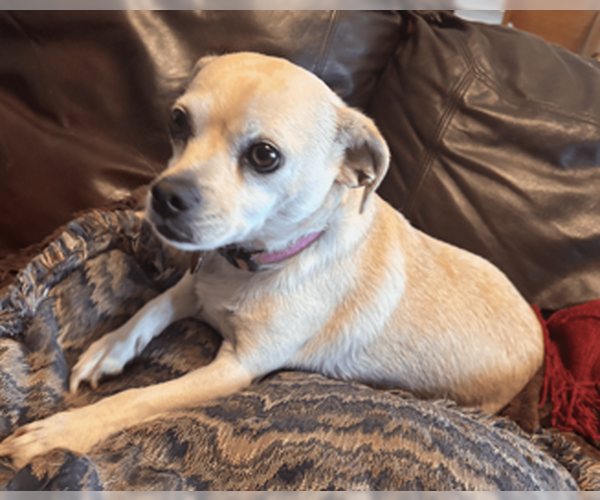 Medium Photo #5 Chiweenie Puppy For Sale in McKinney, TX, USA