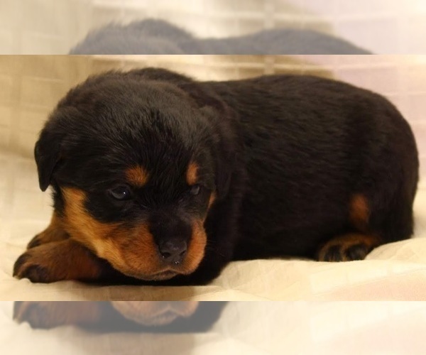 Medium Photo #6 Rottweiler Puppy For Sale in ROCKFORD, IL, USA
