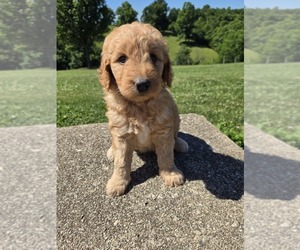 Goldendoodle Puppy for sale in WILLIAMSTOWN, KY, USA